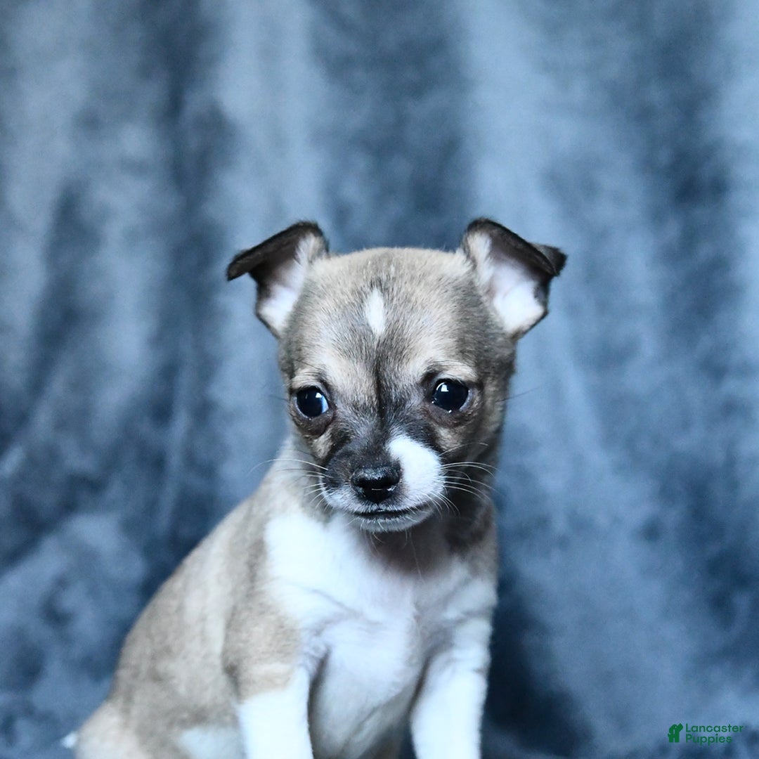 Chihuahua dogs for sale: Pete - Image 1