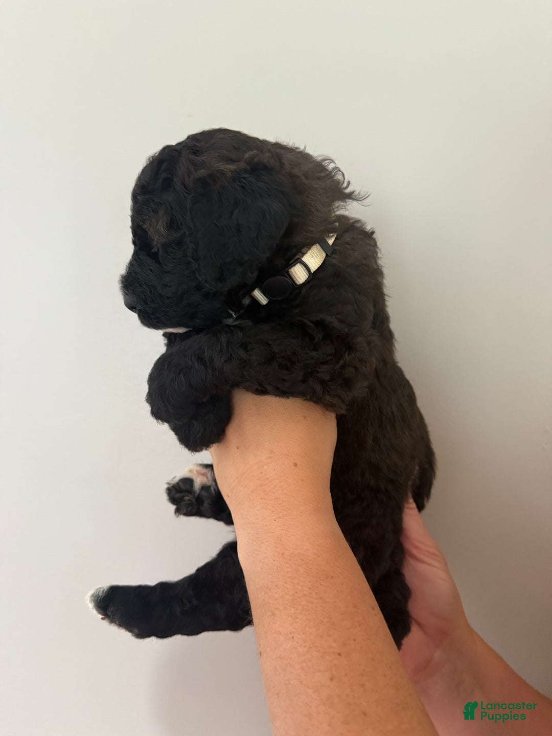 Bernedoodle dogs for sale: White Collar Boy - Image 5