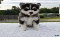 Pomsky dogs for sale: Libby - Image 8