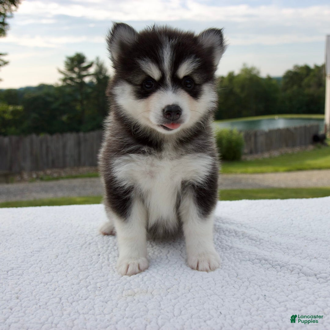 Pomsky dogs for sale: Libby - Image 8