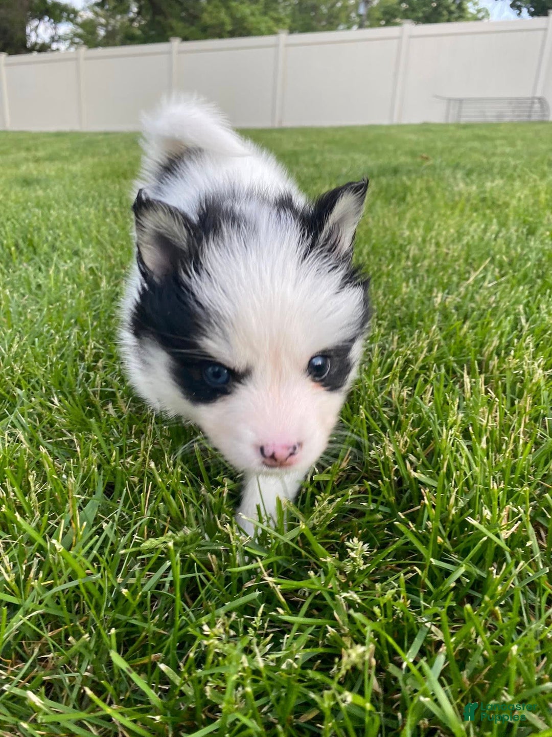 Pomsky dogs for sale: Nitro - Image 15