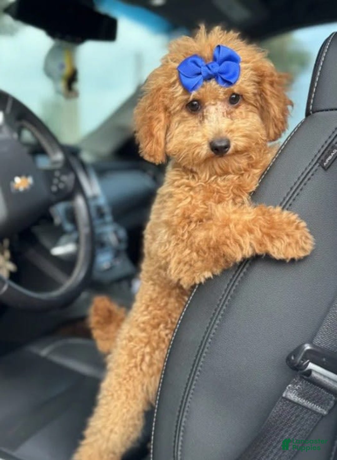 Mini Goldendoodle dogs for sale: Ami - Image 9