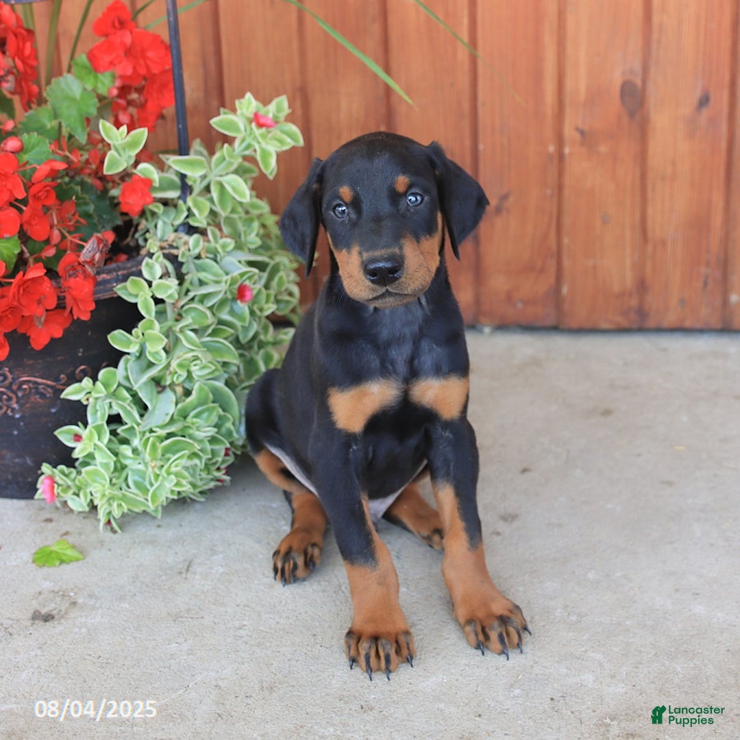 Doberman Pinscher dogs for sale: Dexter - Image 4