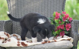 Border Collie dogs for sale: Bryce - Image 6