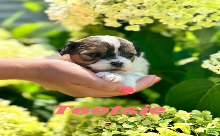 Shih Tzu dogs for sale - Ad 1