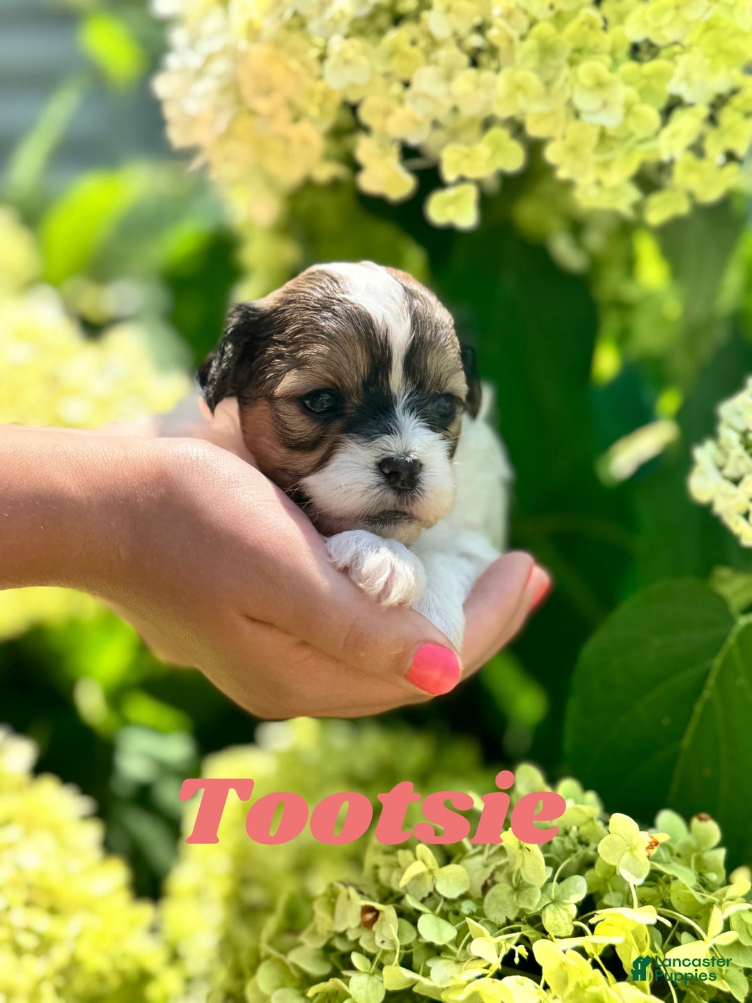 Shih Tzu dogs for sale: Tootsie - Image 1