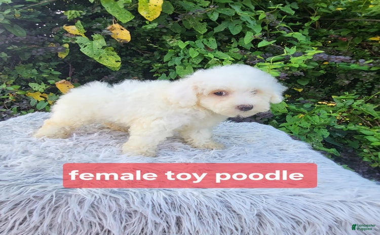 Toy Poodle dogs for sale - Ad 1