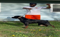 Rottweiler dogs for sale: Pink Female - Image 5