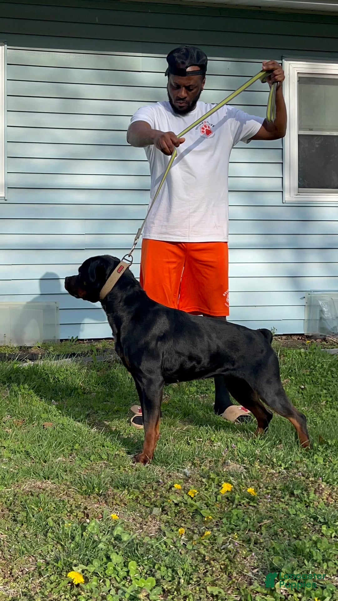 Rottweiler dogs for sale: Pink Female - Image 5