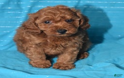 Miniature Poodle dogs for sale: Trotter - Image 17