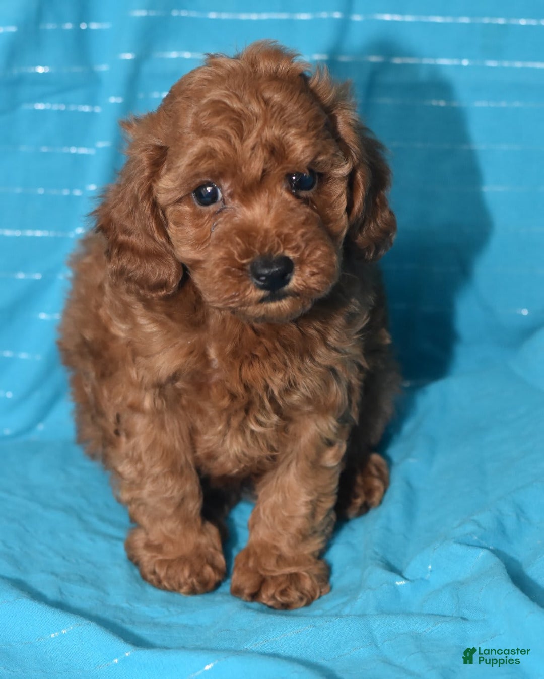 Miniature Poodle dogs for sale: Trotter - Image 17