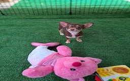 Chihuahua dogs for sale: Toy Bella - Image 8