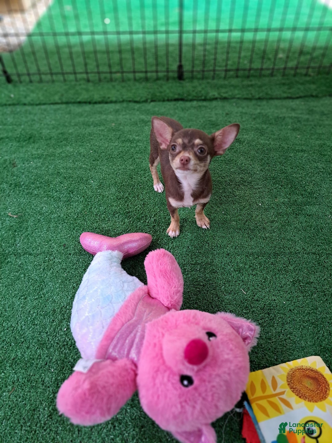 Chihuahua dogs for sale: Toy Bella - Image 8