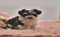 Havanese dogs for sale: Parker - Image 4