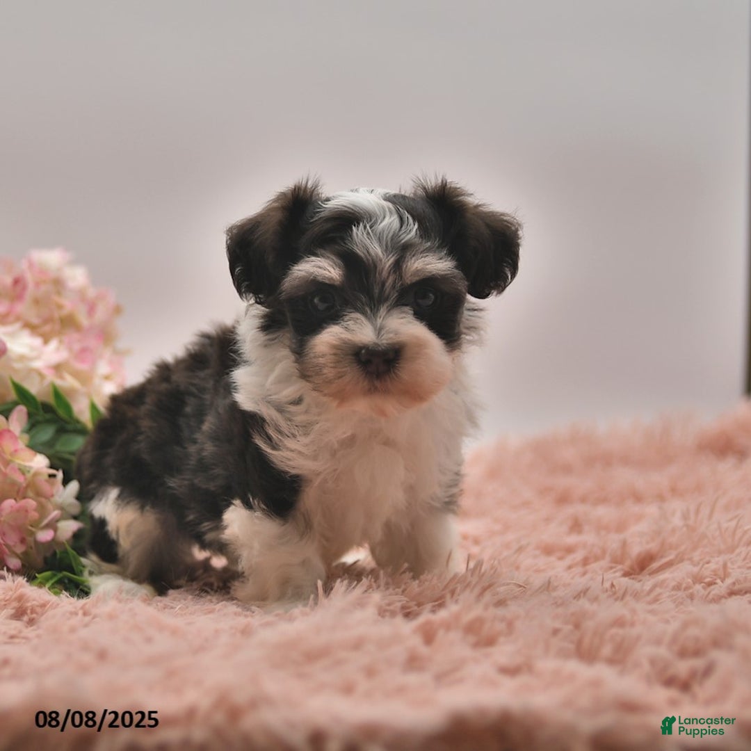 Havanese dogs for sale: Parker - Image 4