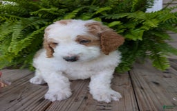 Goldendoodle dogs for sale: Ace - Image 2