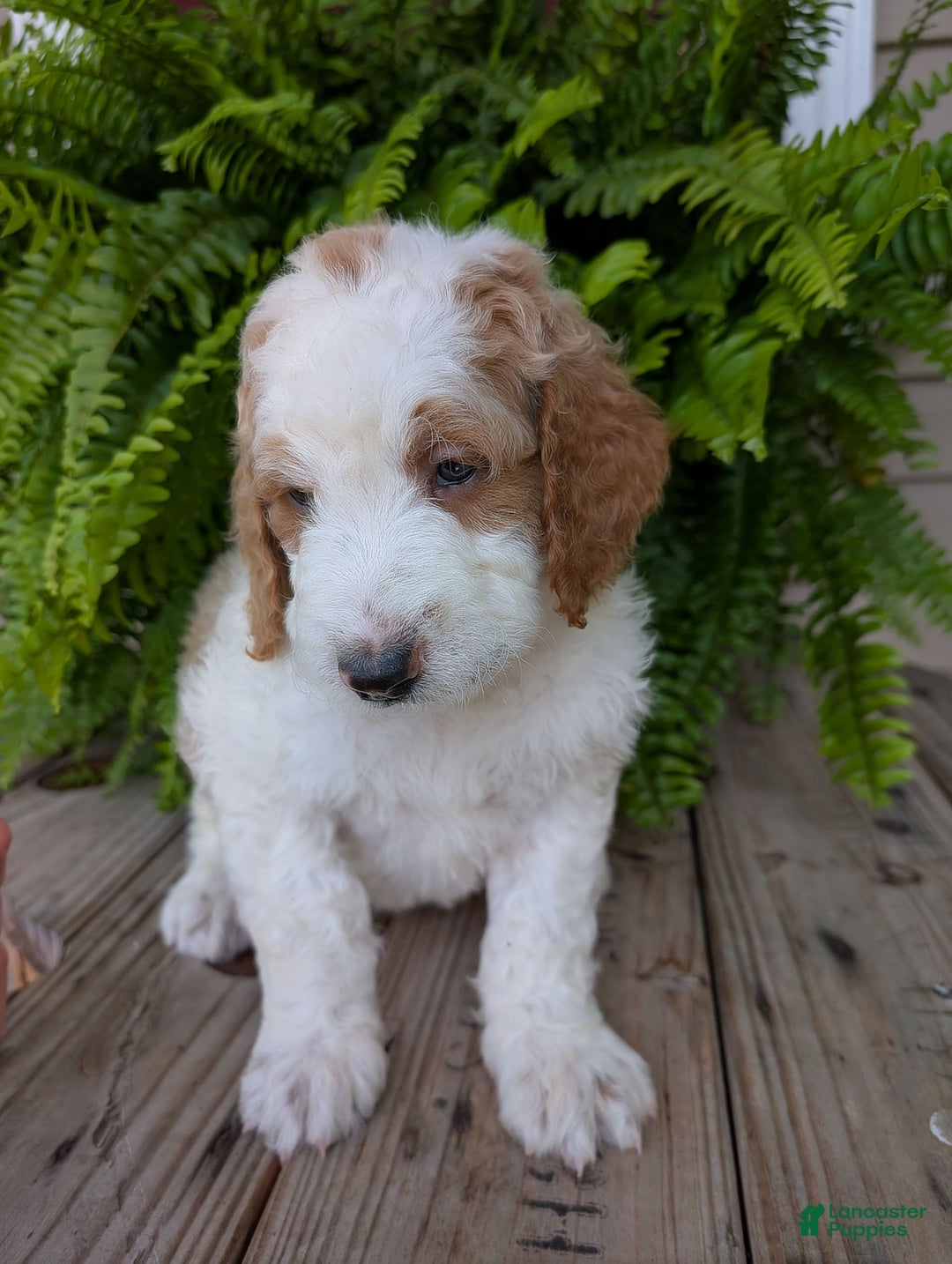 Goldendoodle dogs for sale: Ace - Image 2