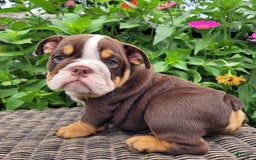 English Bulldog dogs for sale: Sadie - Image 13