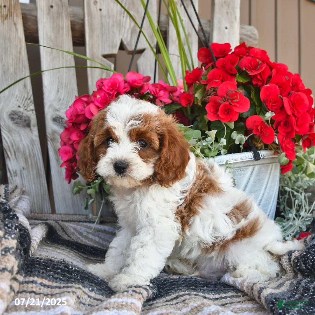 Cavapoo dogs for sale: Clover - Image 4