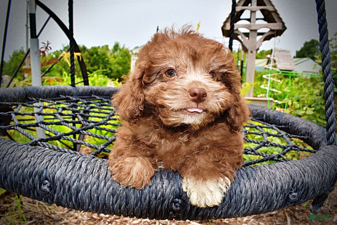 Havapoo dogs for sale: Rosie - Image 15