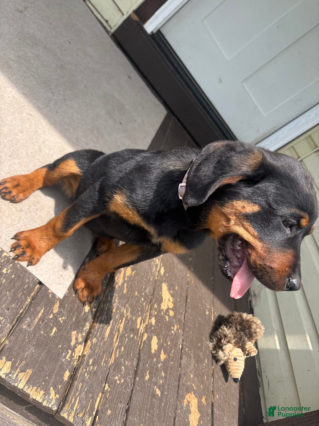 Rottweiler dogs for sale: Dahlia - Image 2