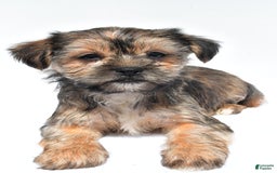 Morkie dogs for sale: Candy - Image 4