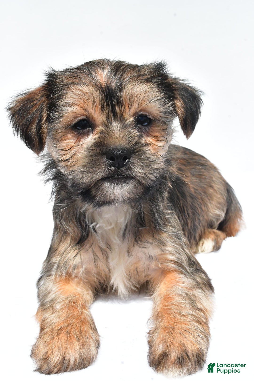 Morkie dogs for sale: Candy - Image 4