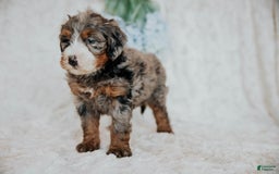 Mini Bernedoodle dogs for sale: Myles - Image 5