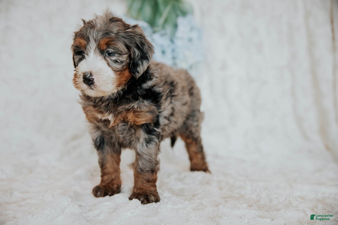 Mini Bernedoodle dogs for sale: Myles - Image 5