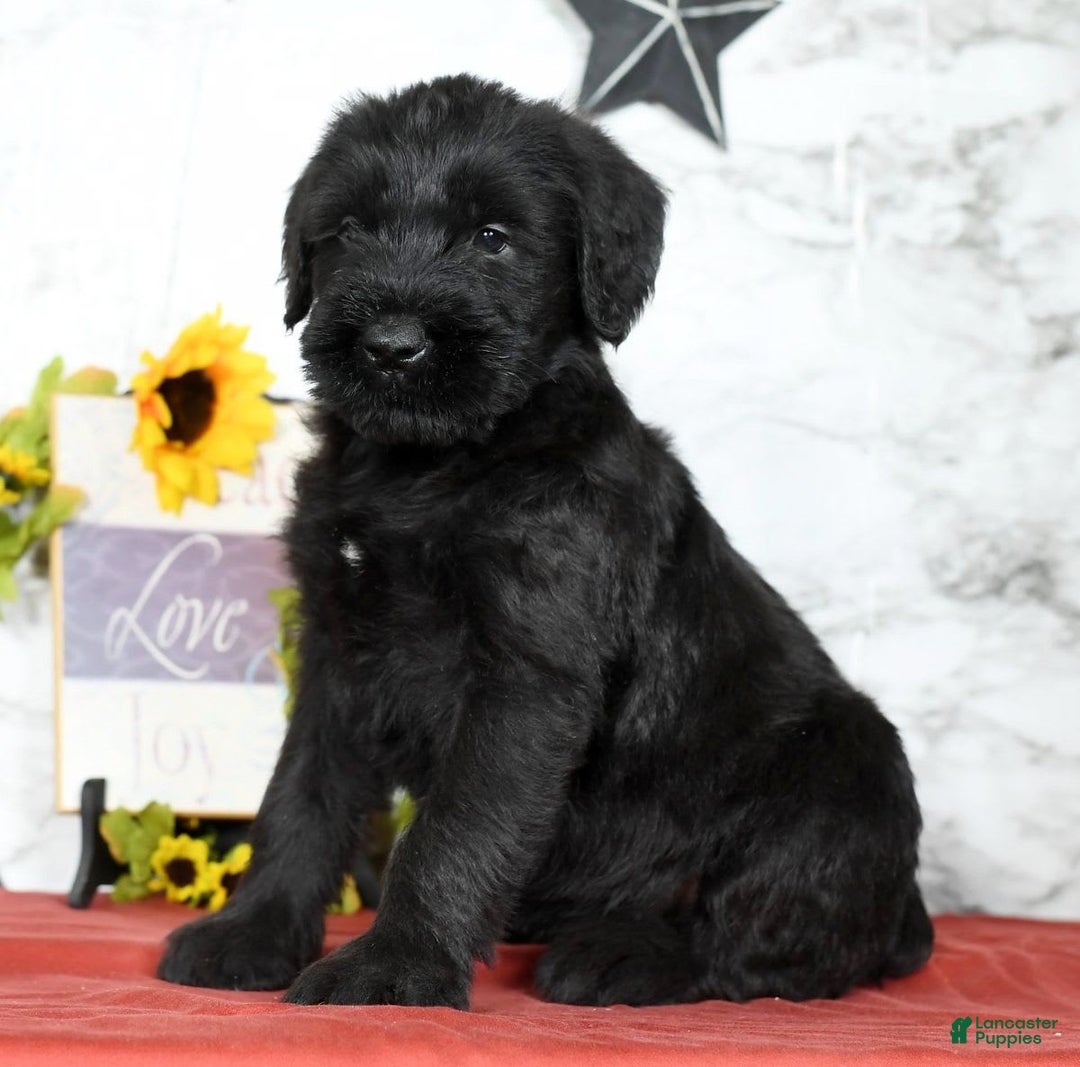Giant Schnauzer dogs for sale: Teresa Giant - Image 8