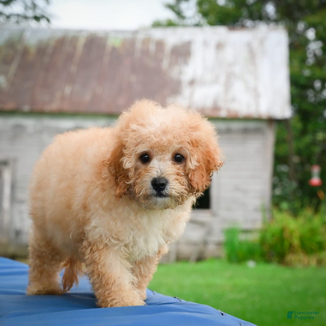 Cavapoo dogs for sale: Clyde - Image 7