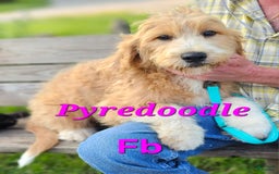 Great Pyrenees dogs for sale: Pyredoodle Fb - Image 11