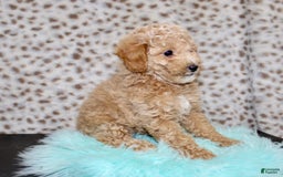 Miniature Poodle dogs for sale: Charles - Image 5