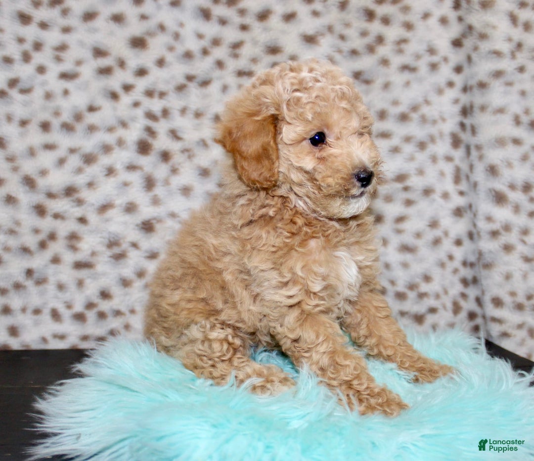 Miniature Poodle dogs for sale: Charles - Image 5