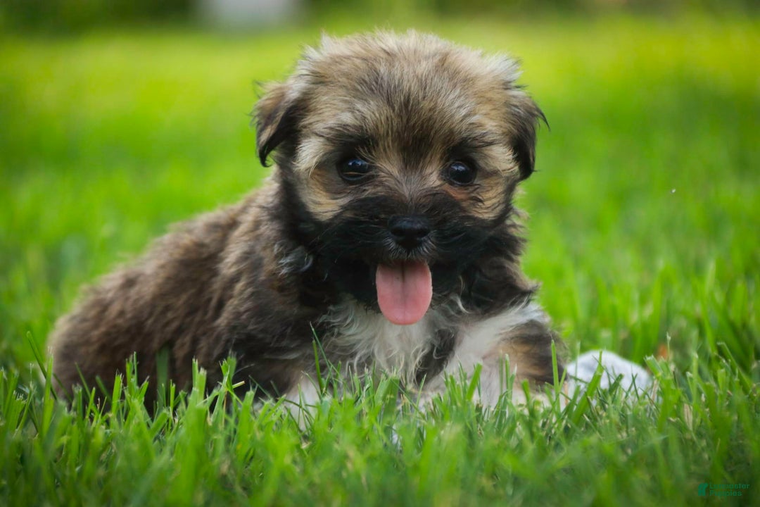 Havanese dogs for sale: Spice - Image 2