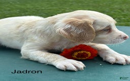 Brittany Spaniel dogs for sale: Jadron - Image 4