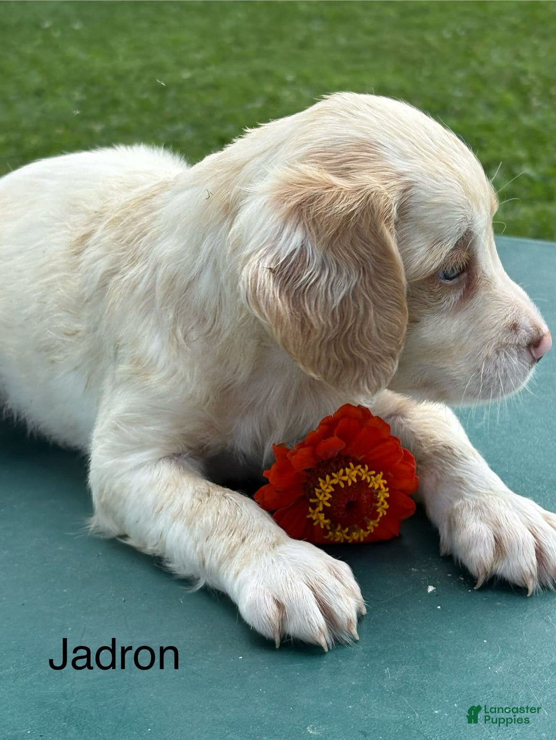 Brittany Spaniel dogs for sale: Jadron - Image 4