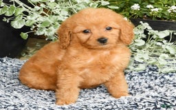 Mini Goldendoodle dogs for sale: Queenie - Image 3