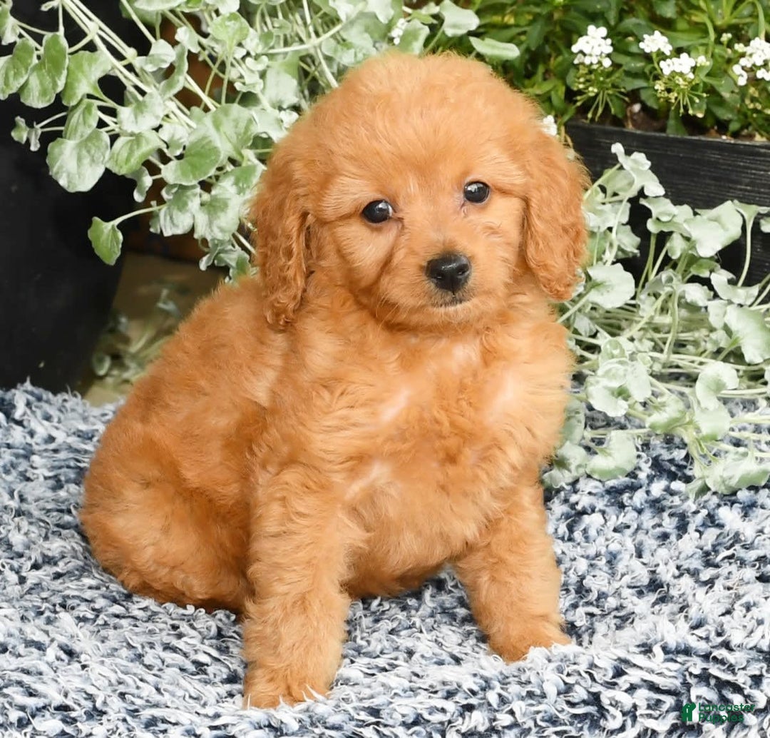 Mini Goldendoodle dogs for sale: Queenie - Image 3