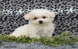 Havanese dogs for sale: Carmen - Image 3