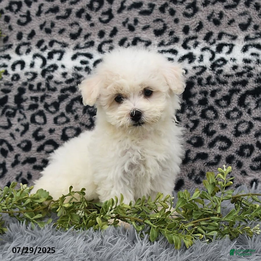 Havanese dogs for sale: Carmen - Image 3