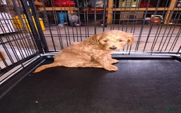 Mini Goldendoodle dogs for sale: Betsy - Image 5