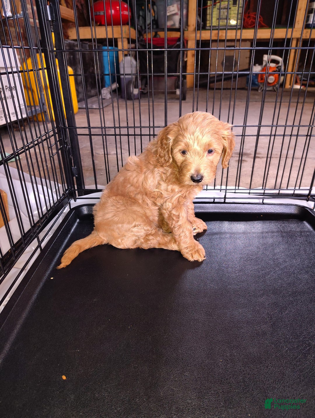 Mini Goldendoodle dogs for sale: Betsy - Image 5