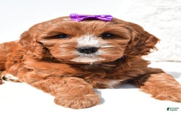 Mini Goldendoodle dogs for sale: Ruby - Image 7