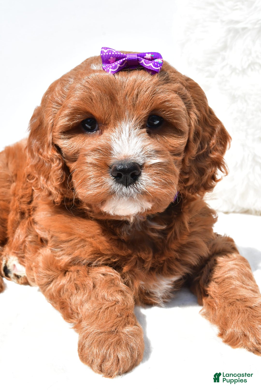 Mini Goldendoodle dogs for sale: Ruby - Image 7