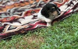Miniature Dachshund dogs for sale: Blitz - Image 3