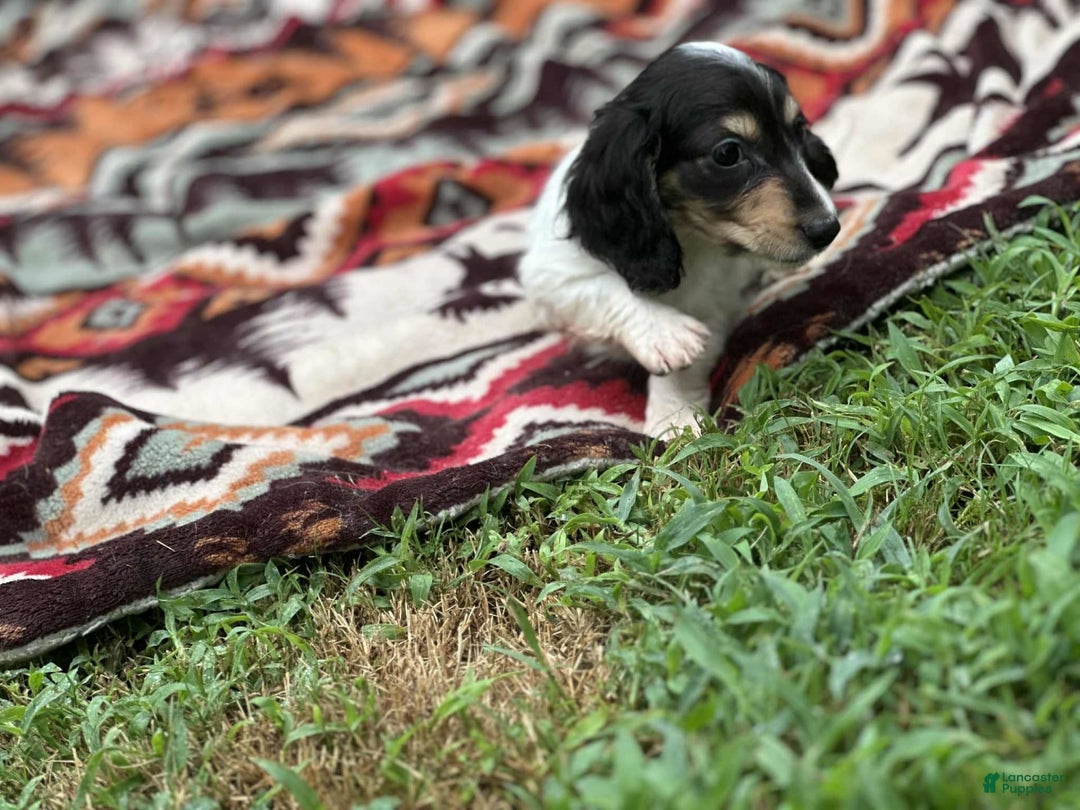 Miniature Dachshund dogs for sale: Blitz - Image 3