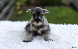 Miniature Schnauzer dogs for sale: Angel - Image 10