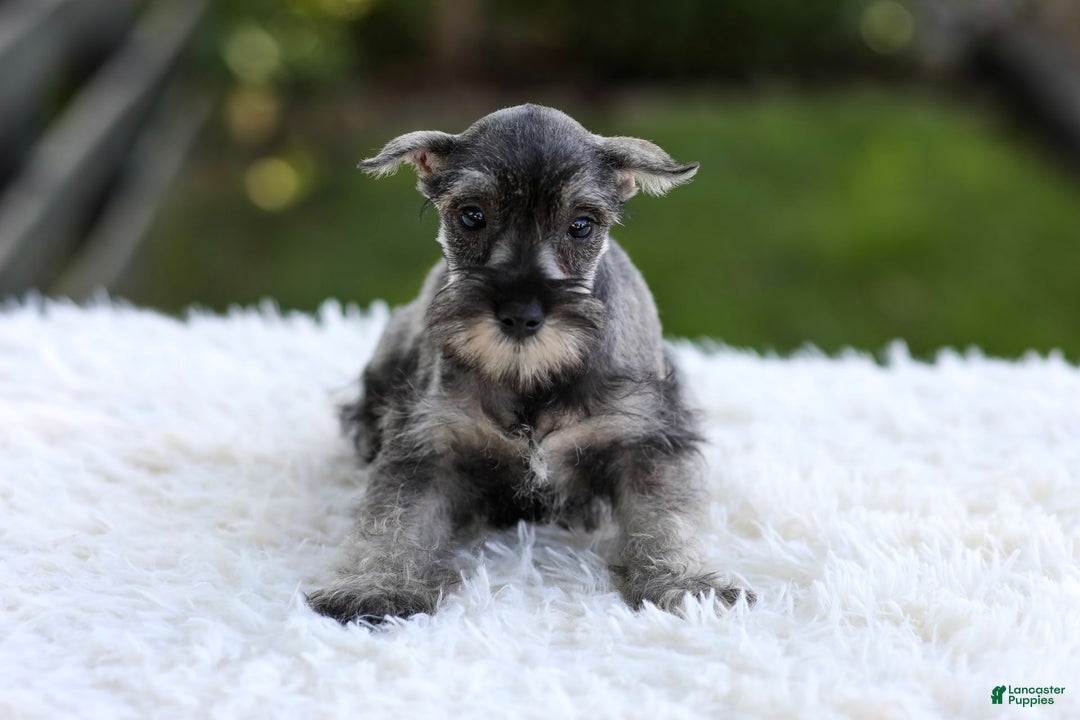 Miniature Schnauzer dogs for sale: Angel - Image 10