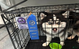 Pomsky dogs for sale: Urban Miracles Cyber - Image 3